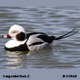 Long-tailed Duck