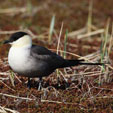 Long-tailed Jaeger range map