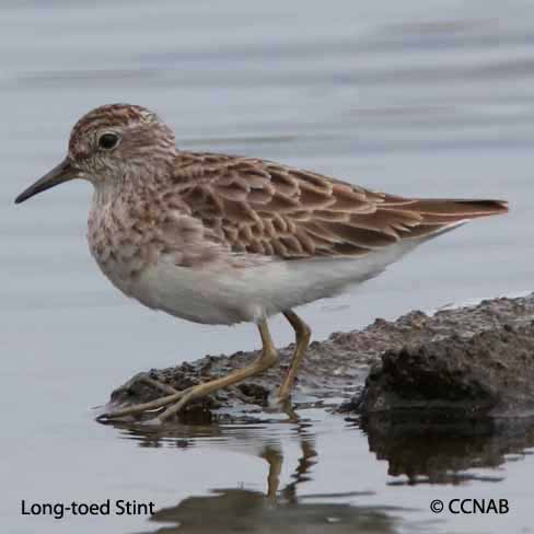Long-toed Stint