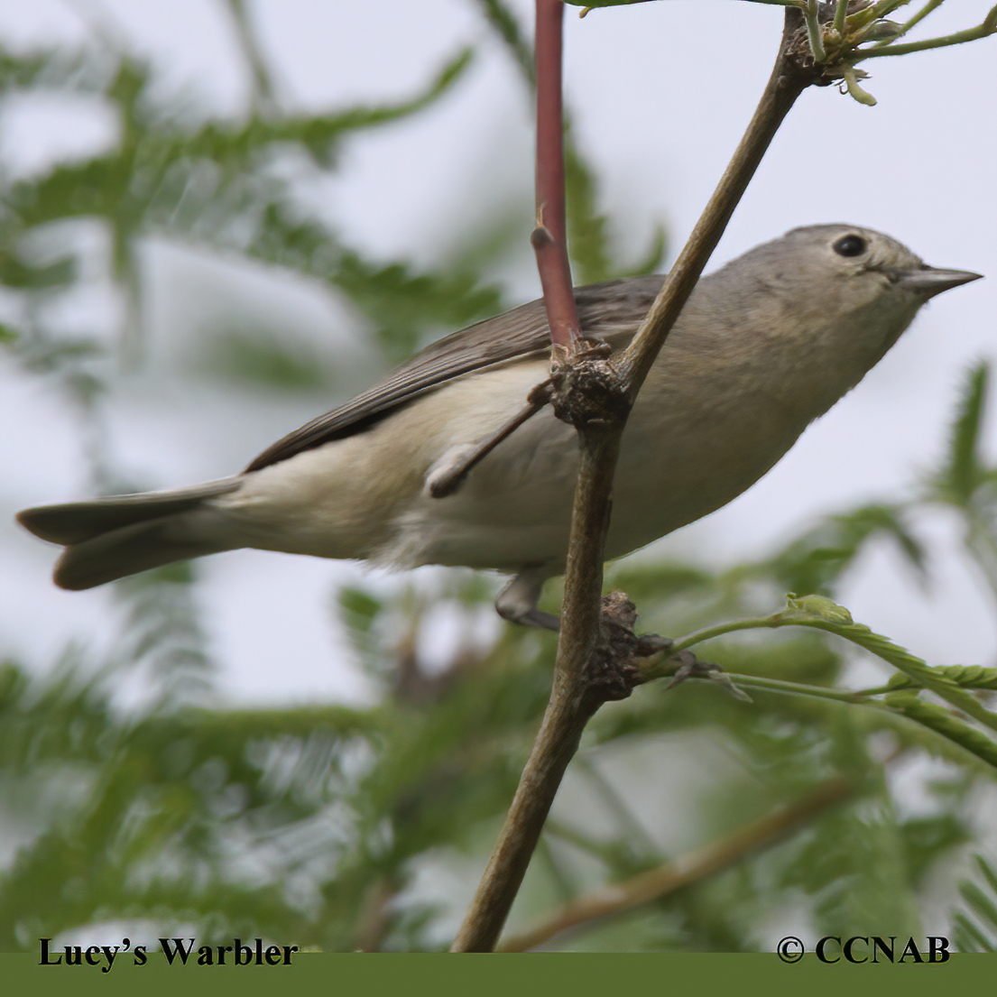 Lucy's Warbler