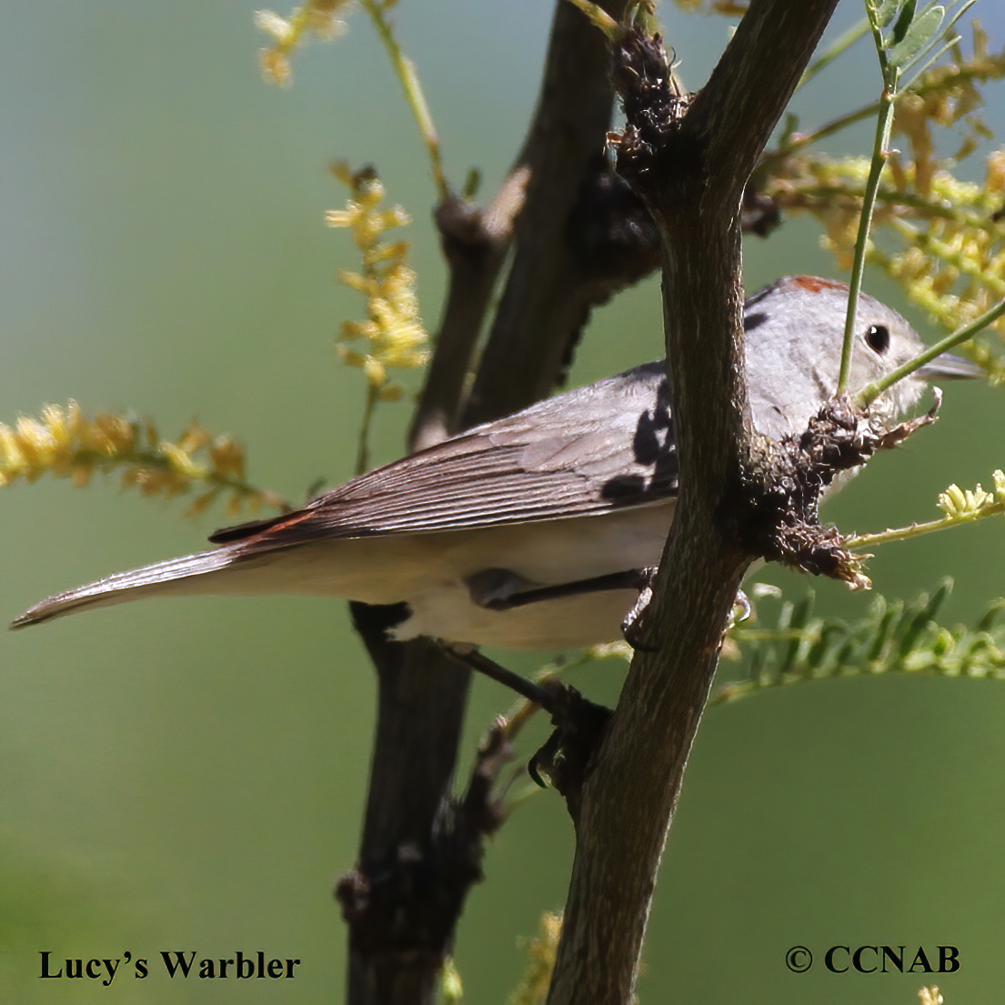 Lucy's Warbler