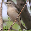 Lucy's Warbler