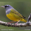 MacGillivray's Warbler range map