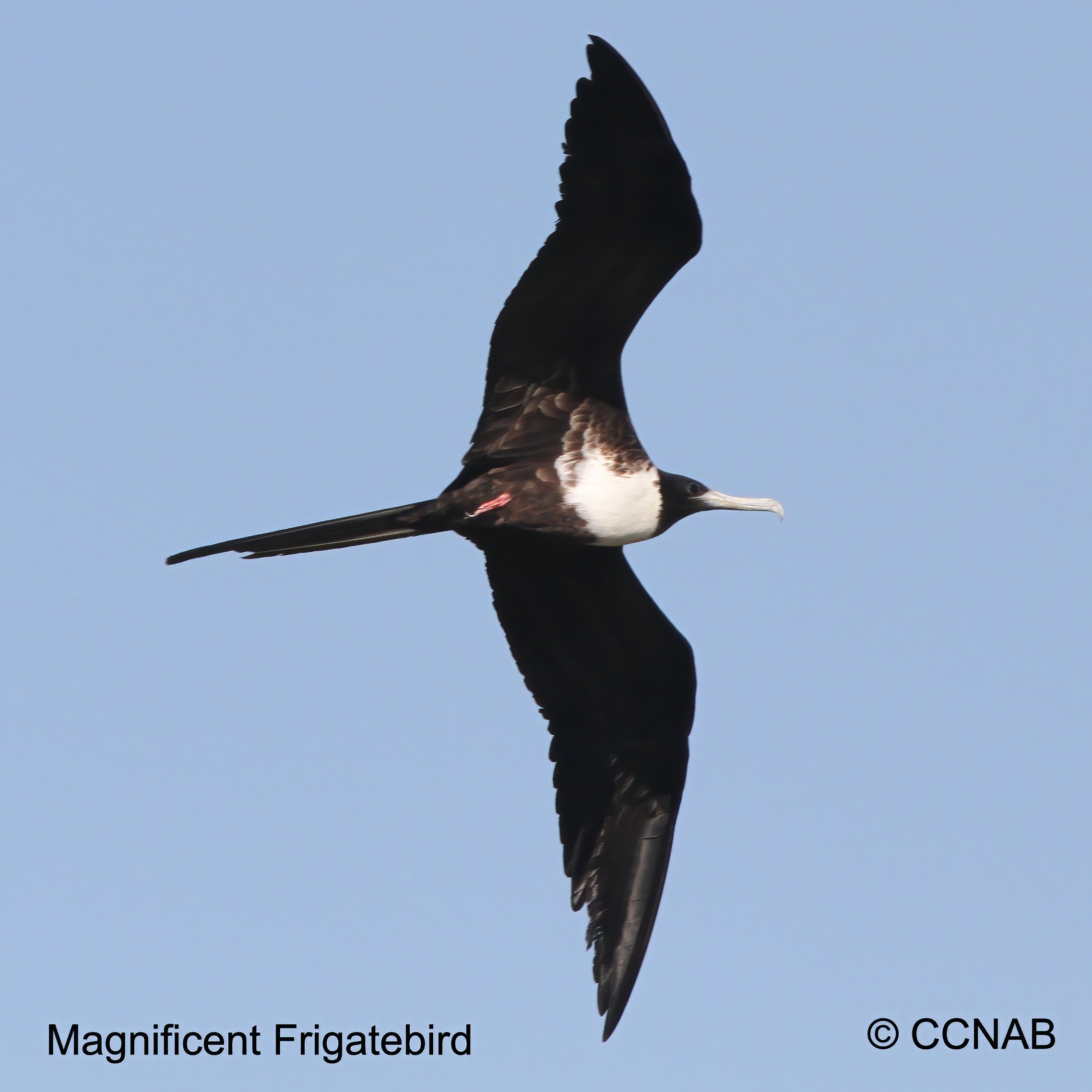 Birds of North America