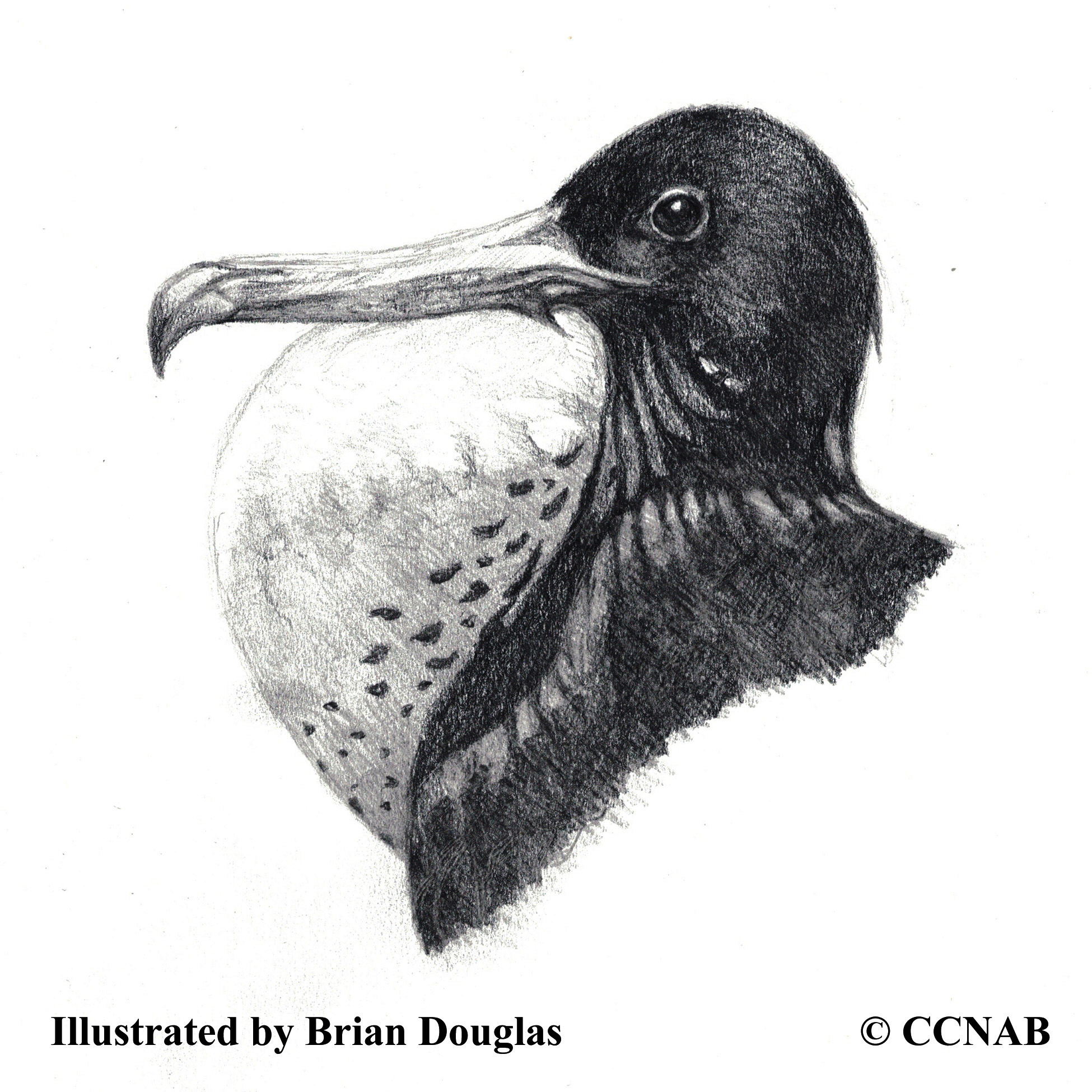 frigatebirds