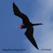 Magnificent Frigatebird range map