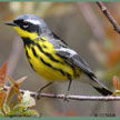 Magnolia Warbler range map