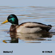 Mallard