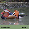 Mandarin Duck range map