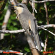 Mangrove Cuckoo range map