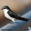 Mangrove Swallow range map