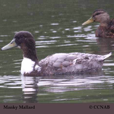 Birds of North America