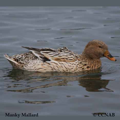 Manky Mallard