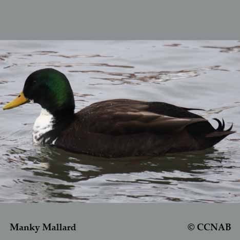 Manky Mallard