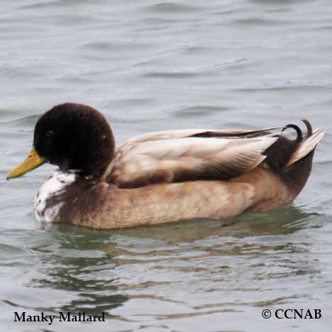 Manky Mallard