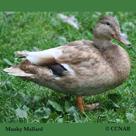 Manky Mallard