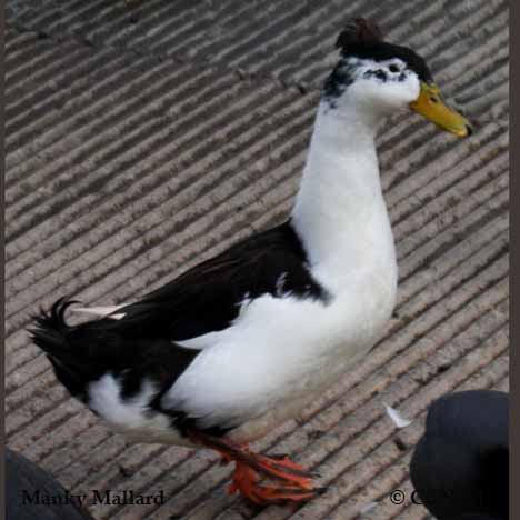 Manky Mallard