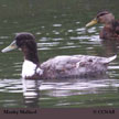 Manky Mallard range map