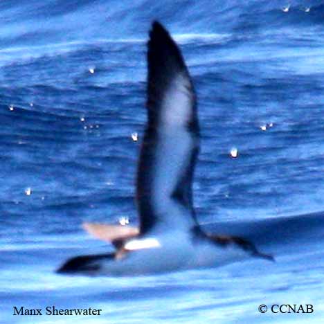 Manx Shearwater