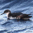 Manx Shearwater range map