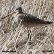 Marbled Godwit range map