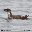 Marbled Murrelet range map