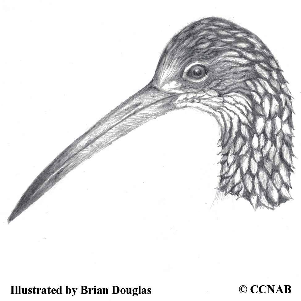 marsh birds
