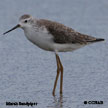 Marsh Sandpiper range map