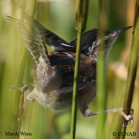 Marsh Wren