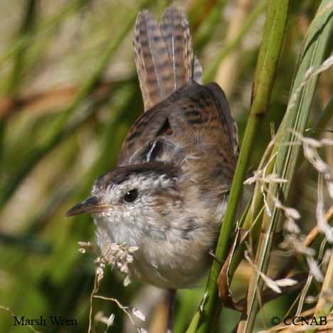 Marsh Wren