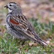 McCown's Longspur