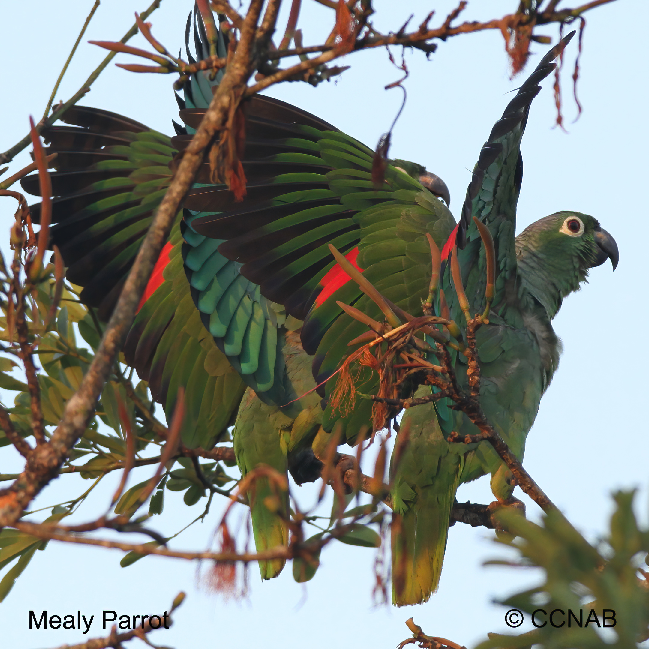 Mealy Parrot range map