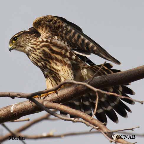 North American Falcons