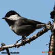 Mexican Chickadee range map