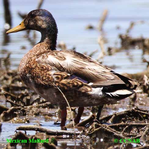 Mexican Mallard