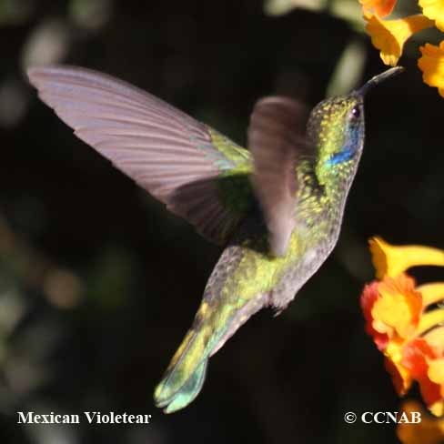 Birds of North America
