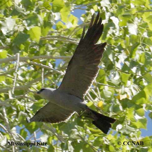 Mississippi Kite