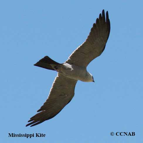 Mississippi Kite