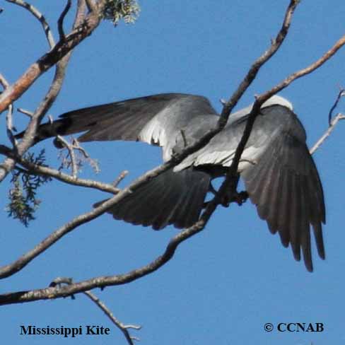 Mississippi Kite