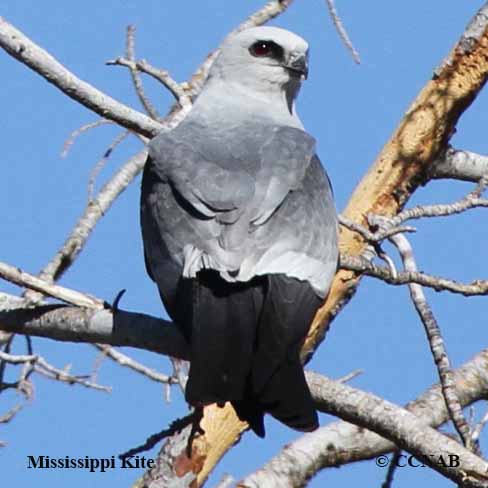 Birds of North America