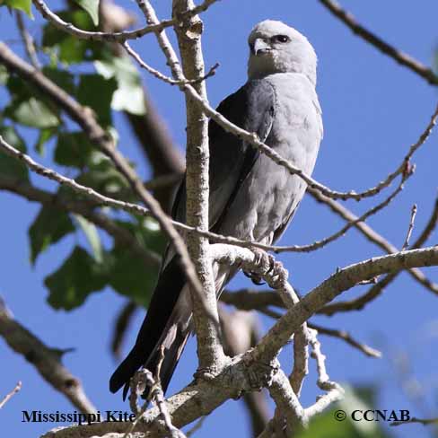 Mississippi Kite