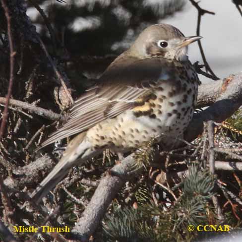 Mistle Thrush