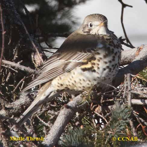 Turdus viscivorus