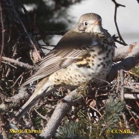 Mistle Thrush