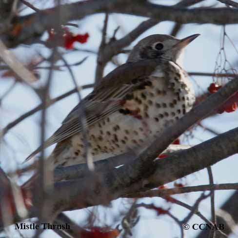 Mistle Thrush