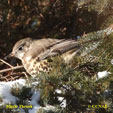 Mistle Thrush range map