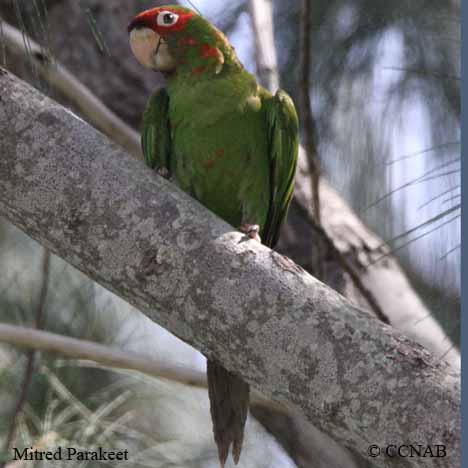 Mitred Parakeet