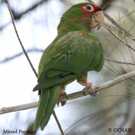 Mitred Parakeet