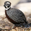 Montezuma Quail range map