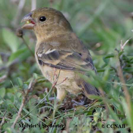 Morelet's Seedeater